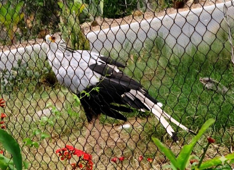 Bird in Black Mesh