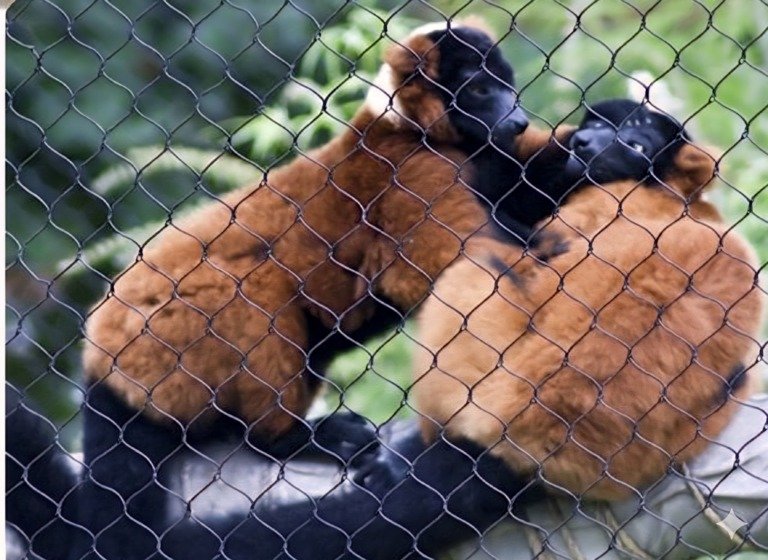 Lemurs in Enclosure