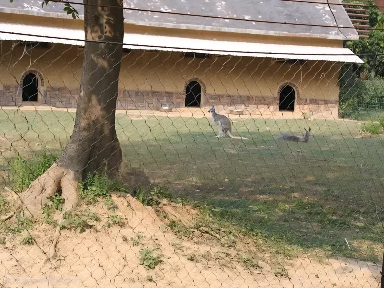 Kangaroo Enclosure