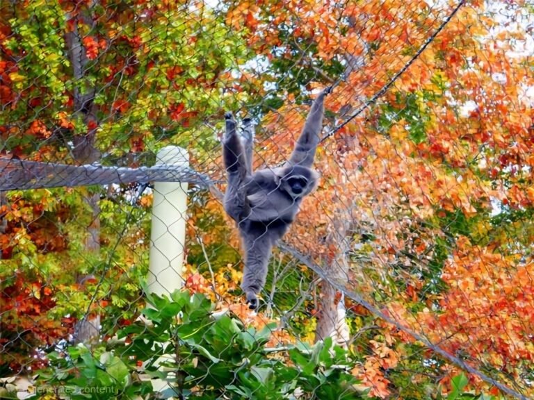 Gibbons Fence