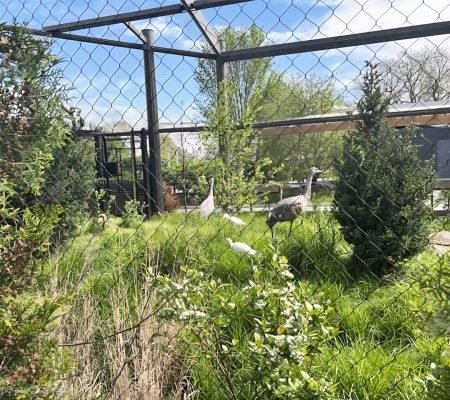 Bird Aviary Wire Mesh, Crane Fence Netting