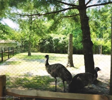 Emu Protective Fence