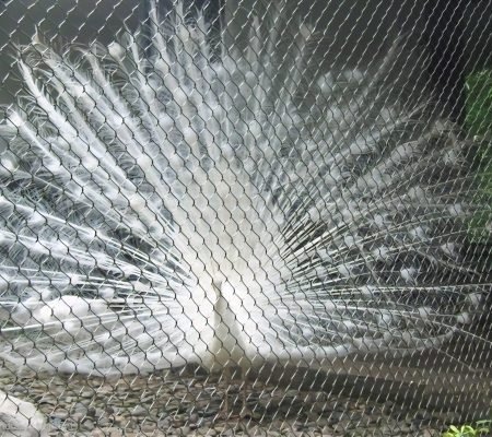 Peacock Fence Netting