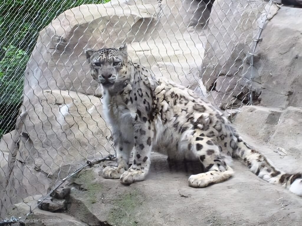 Leopard Cage Perimeter Fence