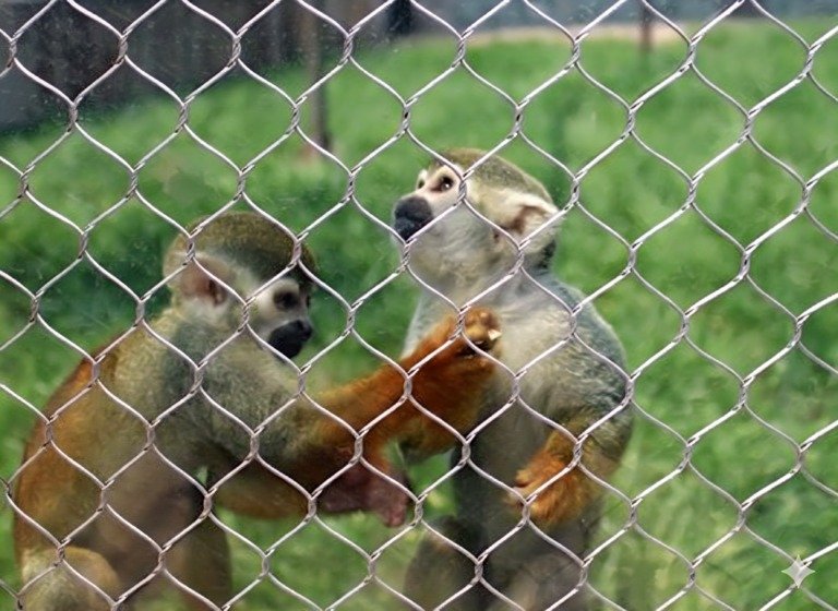Lemur Monkey Enclosure Mesh