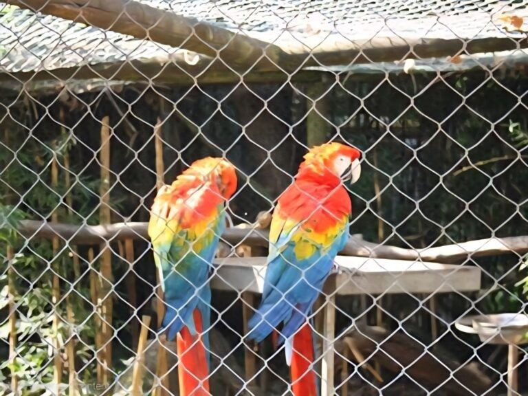 Parrot Enclosure Mesh