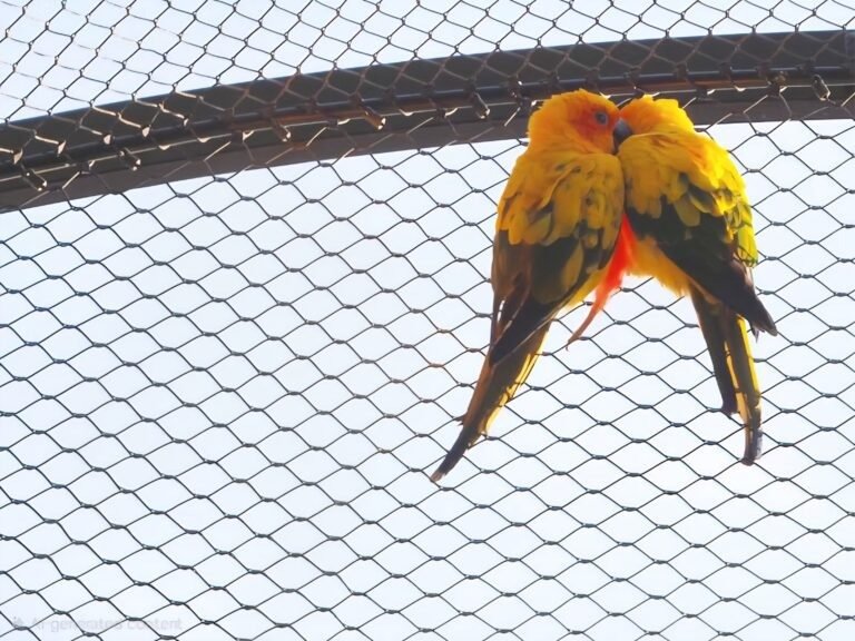Sun Conures Parrots Mesh
