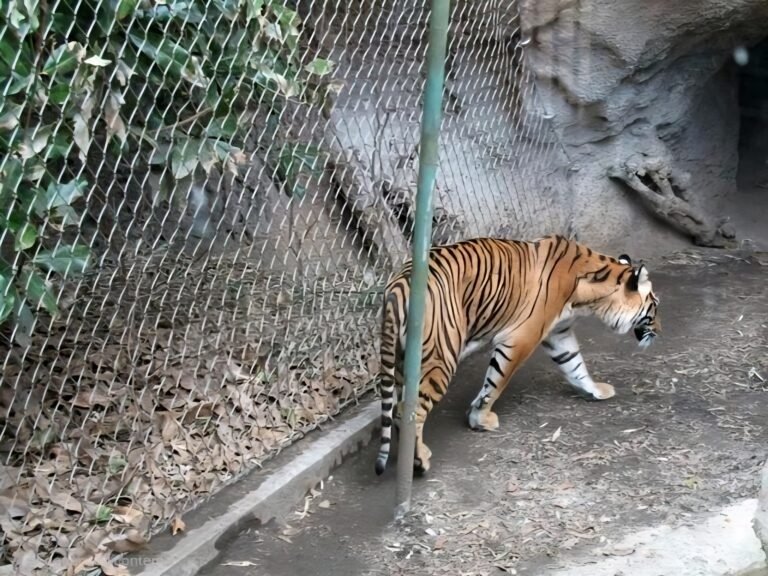 Tiger Cage Shape Adaption