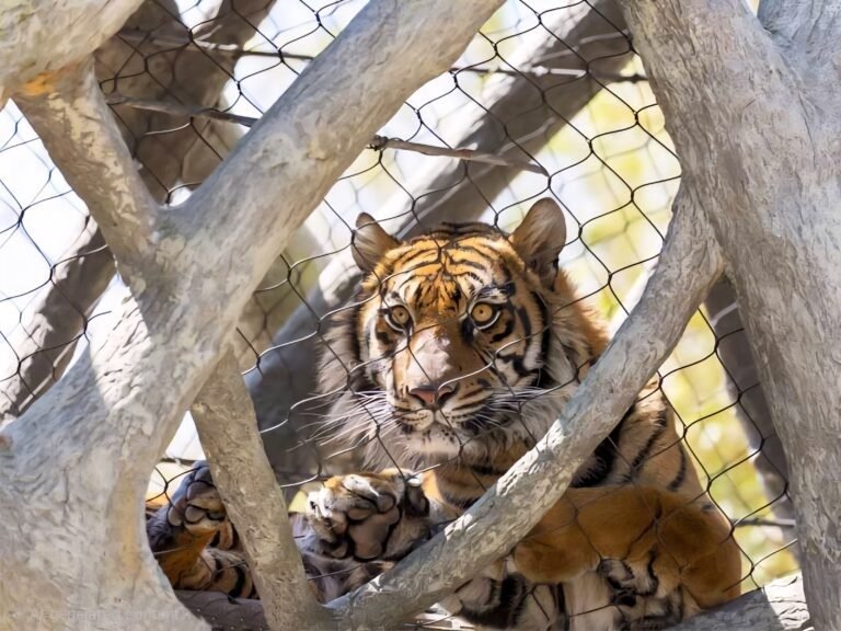 Tiger Overhead Tunnel