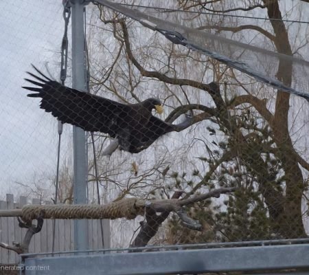 Eagle Perched/Flying