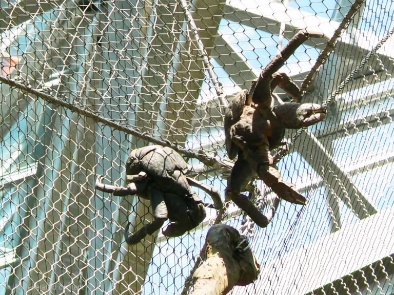 Coconut Crabs Exhibit Mesh